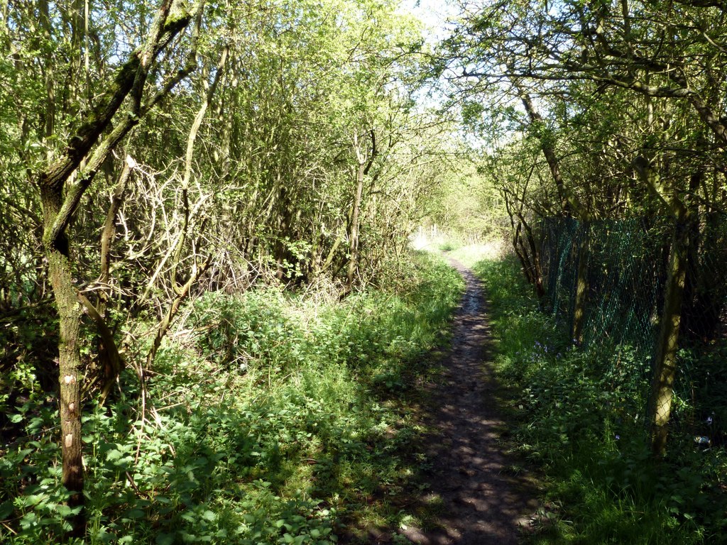 Woodland walk in Rother Valley Country Park, near Swallownest